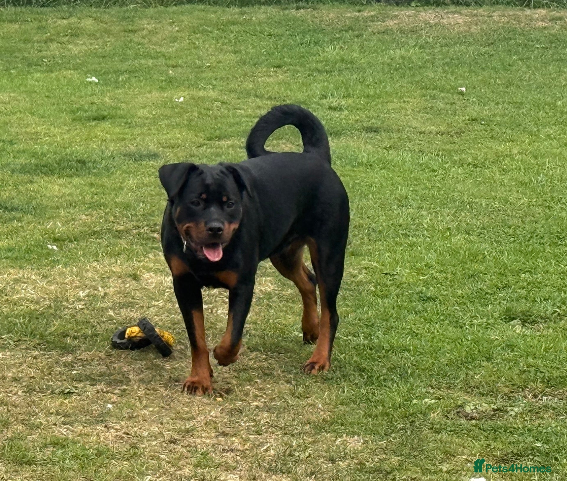 Rottweiler dogs Rottweiler kc reg - Advert 2