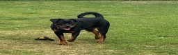 Rottweiler dogs for sale: Rottweiler kc reg - Advert 1