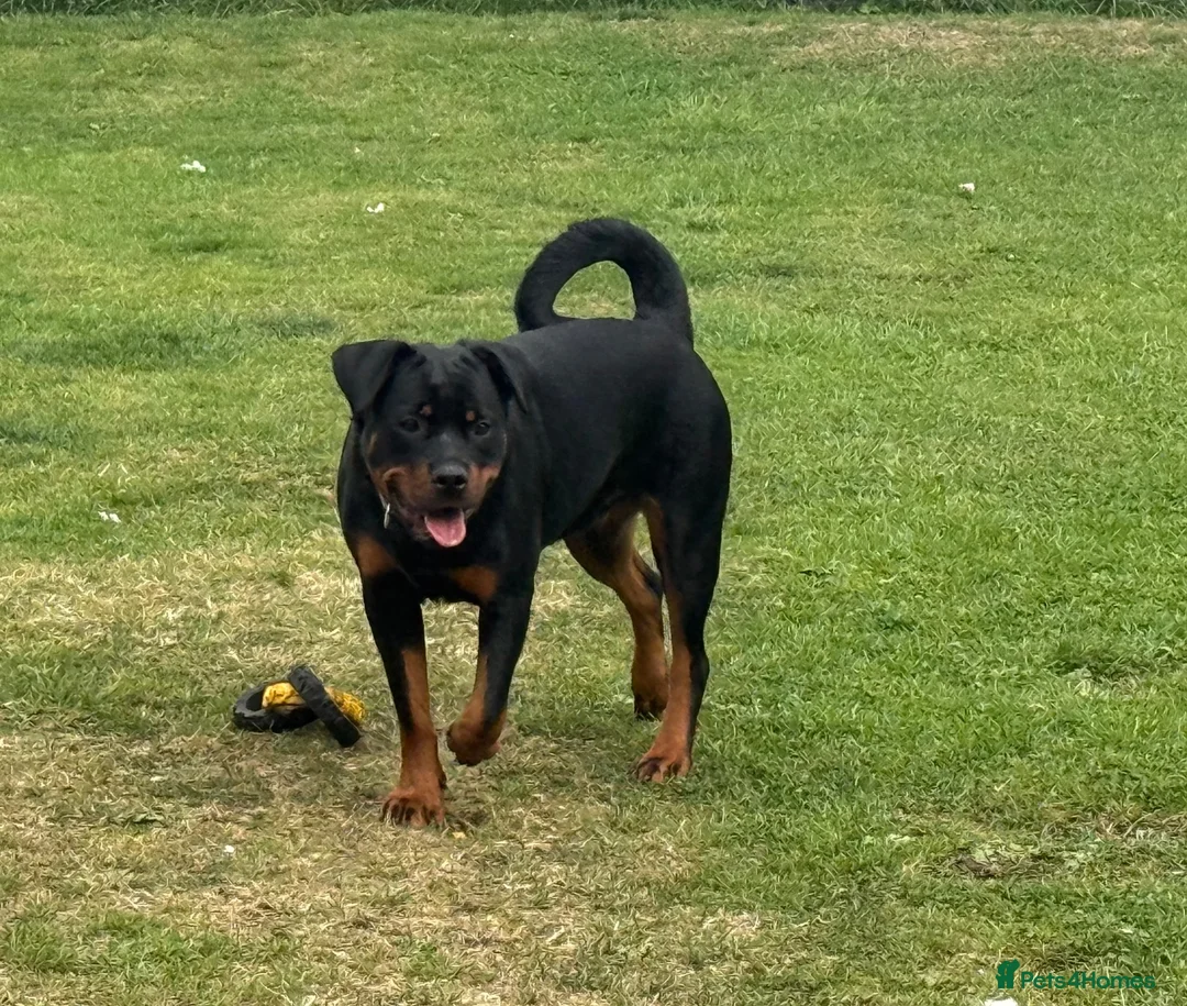 Rottweiler dogs for sale: Rottweiler kc reg - Advert 1