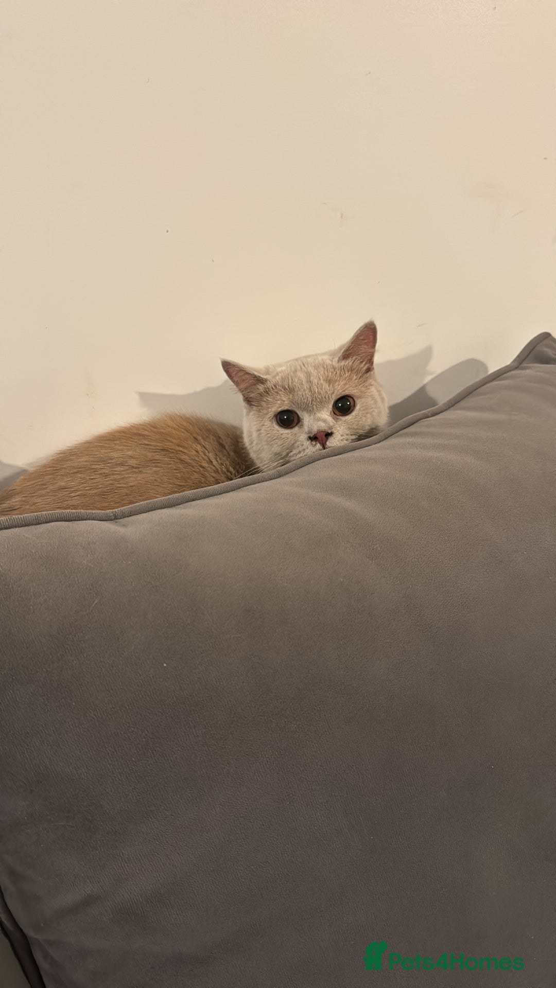 British Shorthair cats for sale: Beautiful Fawn BSH - Image 4