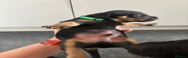 Mixed Breed Puppy 3 Green Collar