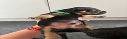 Mixed Breed dogs for sale: Wired Patter-dale terrier/ Cocker Spaniel pups - Advert 11