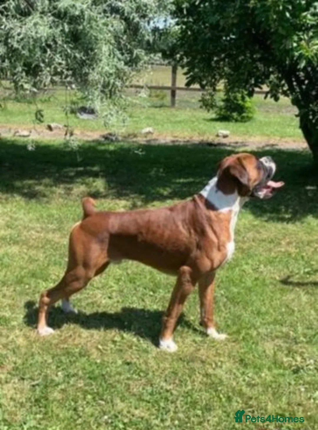 Boxer dogs for stud: 💥TOP QUALITY PROVEN FLASHY KC BOBTAIL FOR STUD💥 in Liverpool - Advert 3