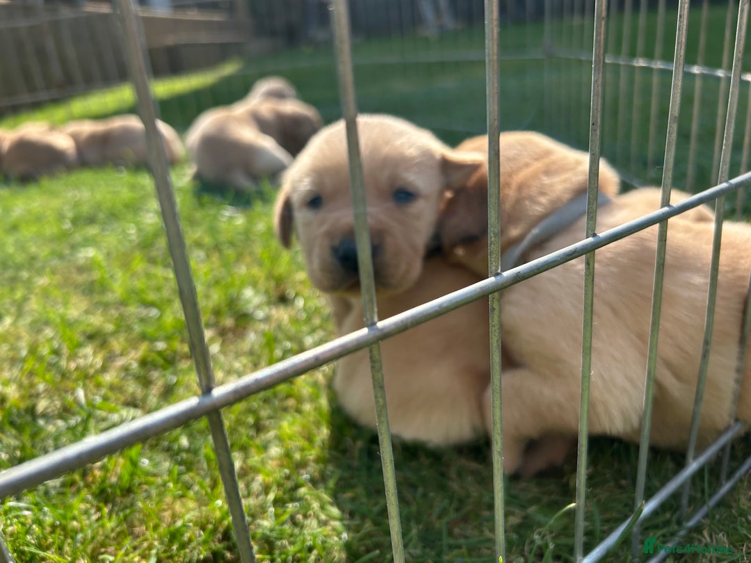 Labrador Retriever dogs for sale: Beautiful Labrador Puppies  - Image 14