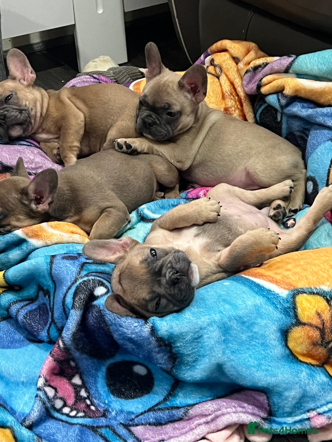 French Bulldog dogs for sale: 5 cute French bulldog puppies  - Advert 2