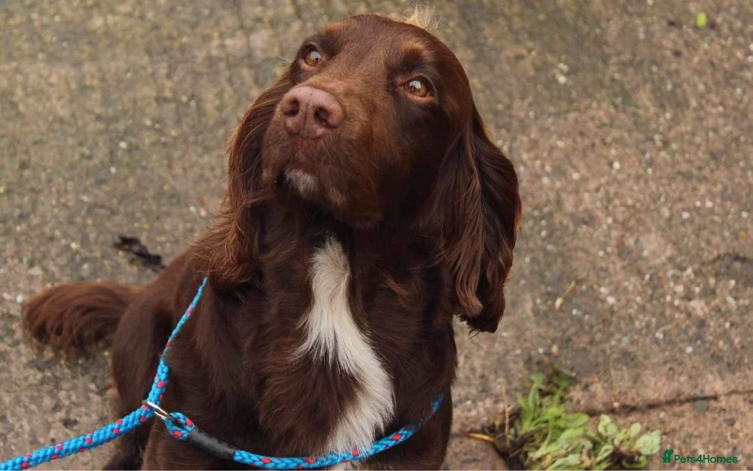 Cocker Spaniel dogs for stud: Cocker spaniel for stud extensively health tested  in Shrewsbury - Advert 2