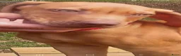Rhodesian Ridgeback dogs for sale: Kc reg.health tested Rr puppies - Advert 4