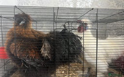Chickens poultry for sale: Silkie Cockerels - Image 1