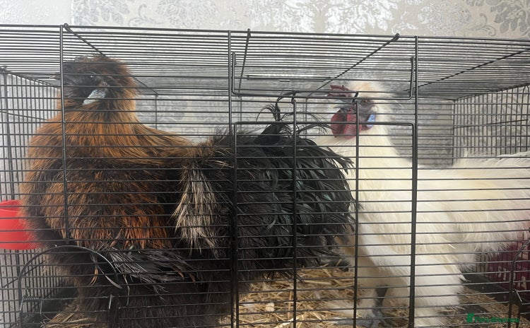 Chickens poultry - Advert 1