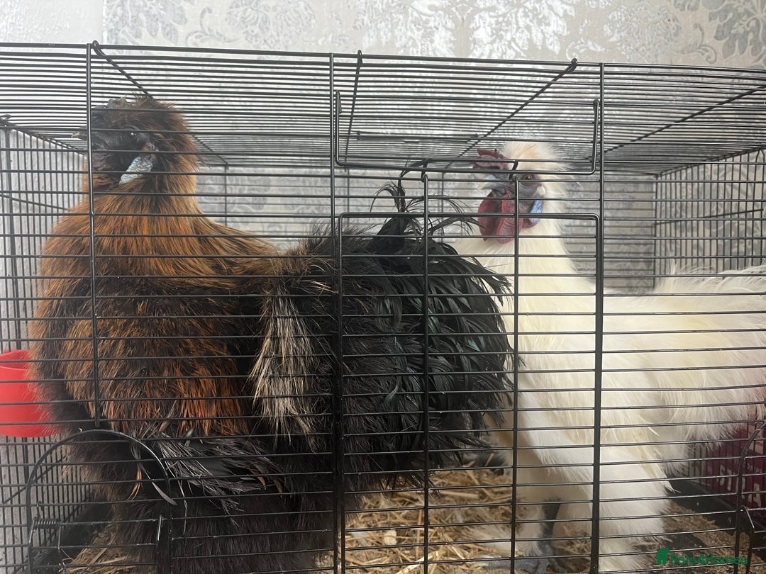 Chickens poultry for sale: Silkie Cockerels - Image 1