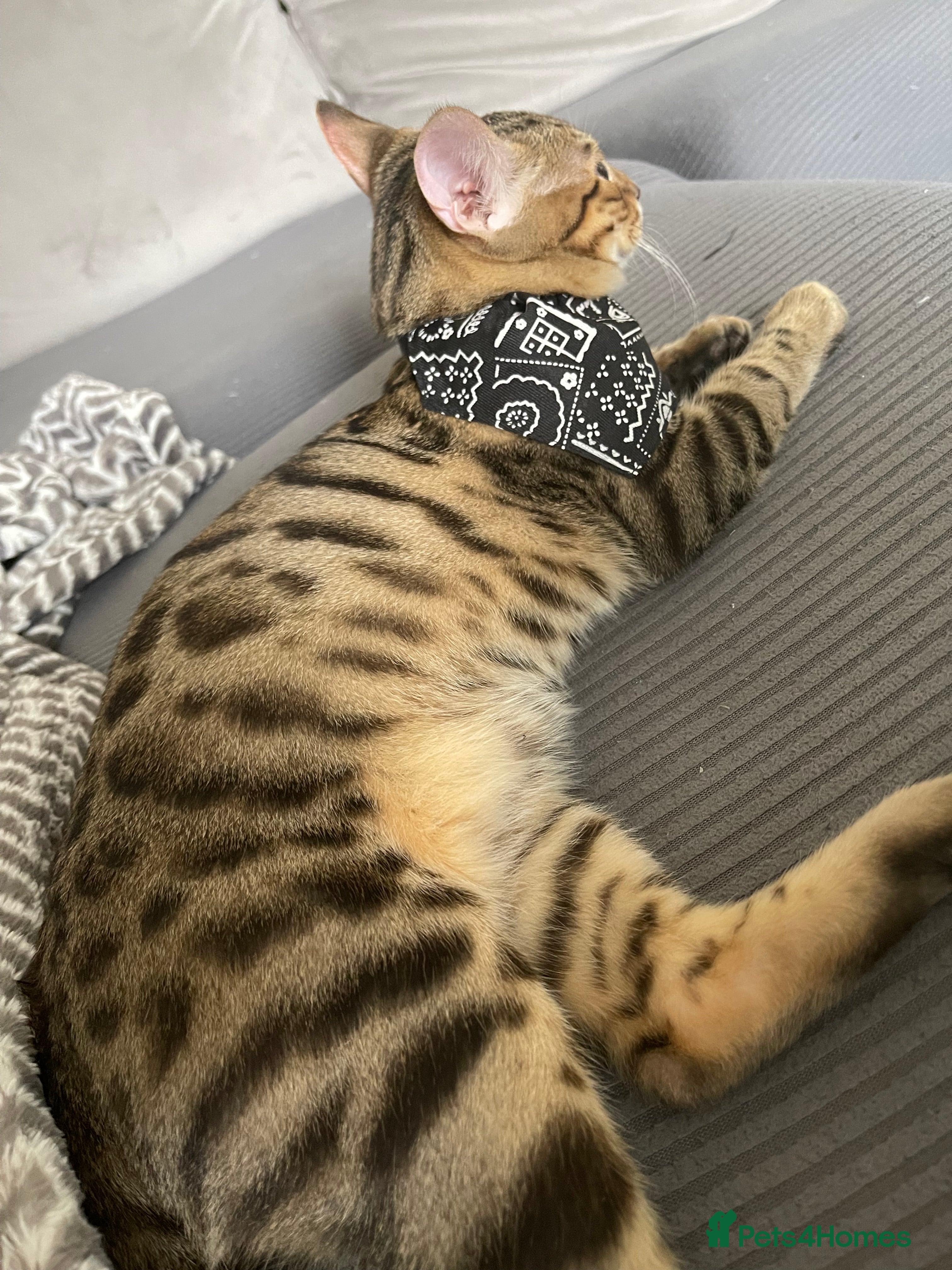 Bengal cats Bengal male 6 months old  - Advert 14