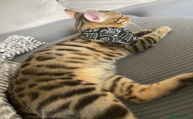 Bengal cats - Advert 1