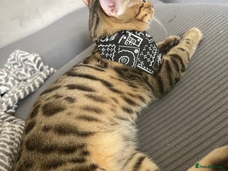 Bengal cats - Advert 8