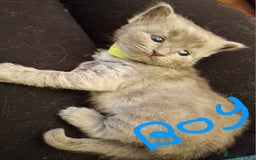 Ragdoll cats for sale: Ragdoll x BSH kittens (individually priced) - Image 11