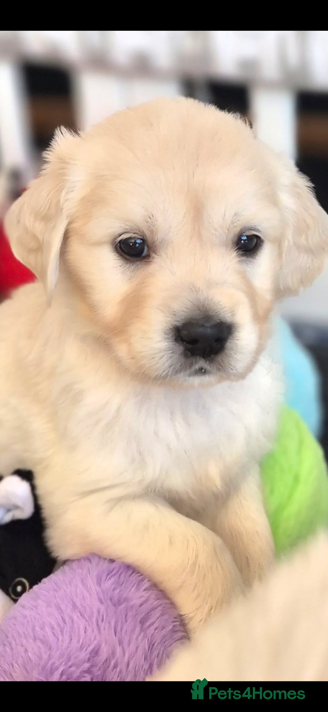 Golden Retriever dogs for sale: KC Registered Golden Retrievers - Advert 2