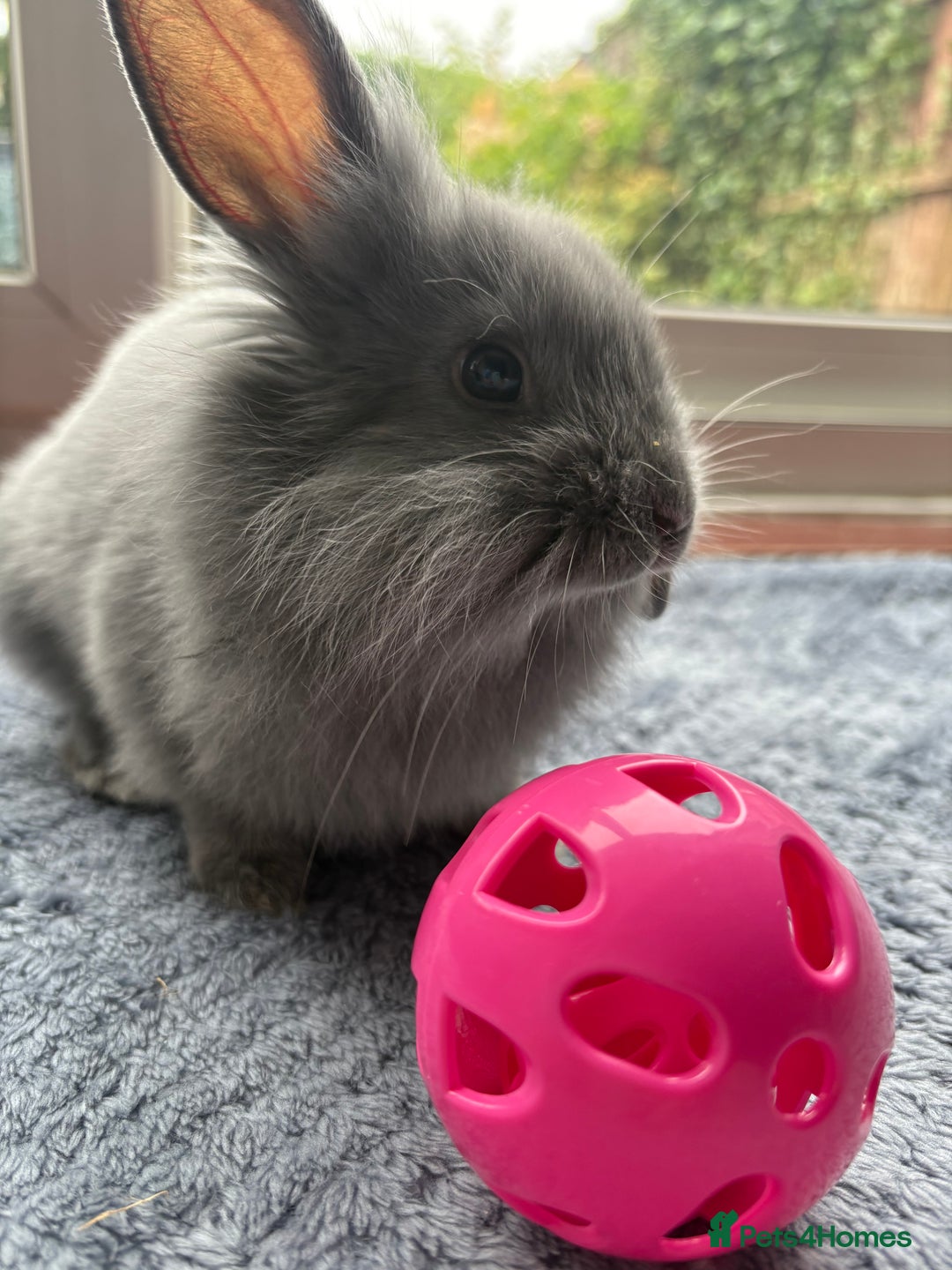 Mini Lion Lop rabbits for sale: Female Mini Lop Lionhead Rabbit – Indoor Only  - Advert 7
