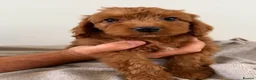 Cockapoo dogs for sale: Cockapoo Puppies - Advert 7