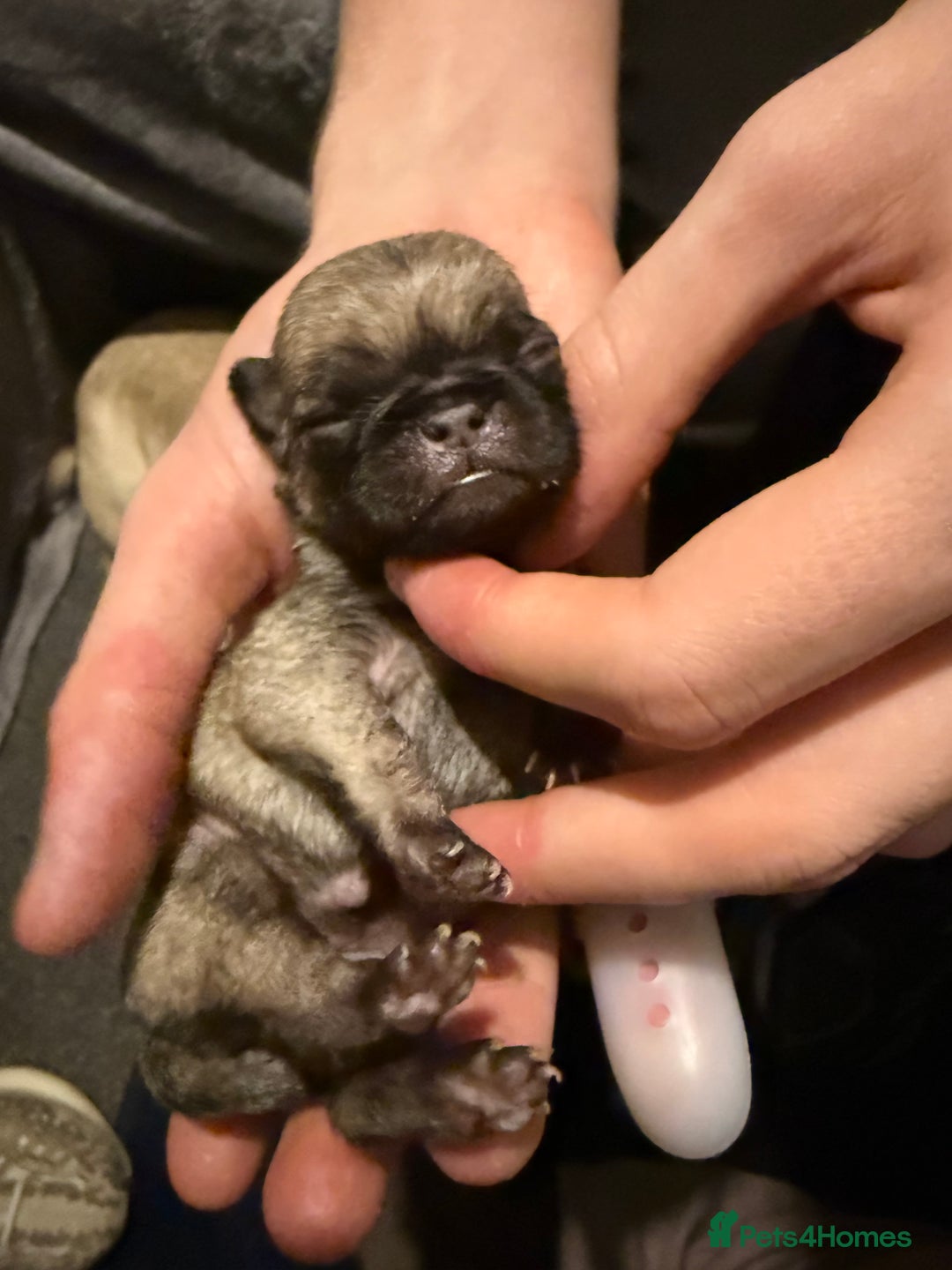 Pug dogs for sale: Pug Puppies for sale  - Image 7