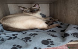 Siamese cats for sale: Traditional Type Female Chocolate Point Siamese - Image 5