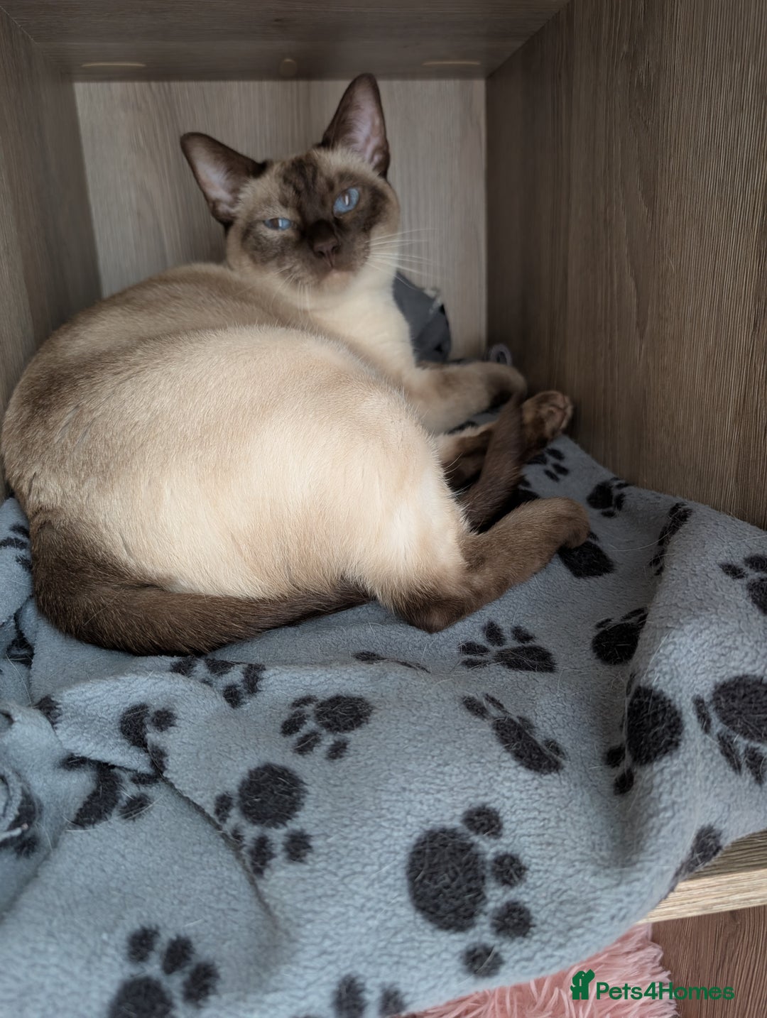 Siamese cats for sale: Traditional Type Female Chocolate Point Siamese - Image 5