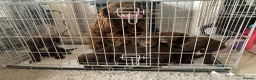 Sprocker dogs for sale: Sprocker puppies  - Advert 31