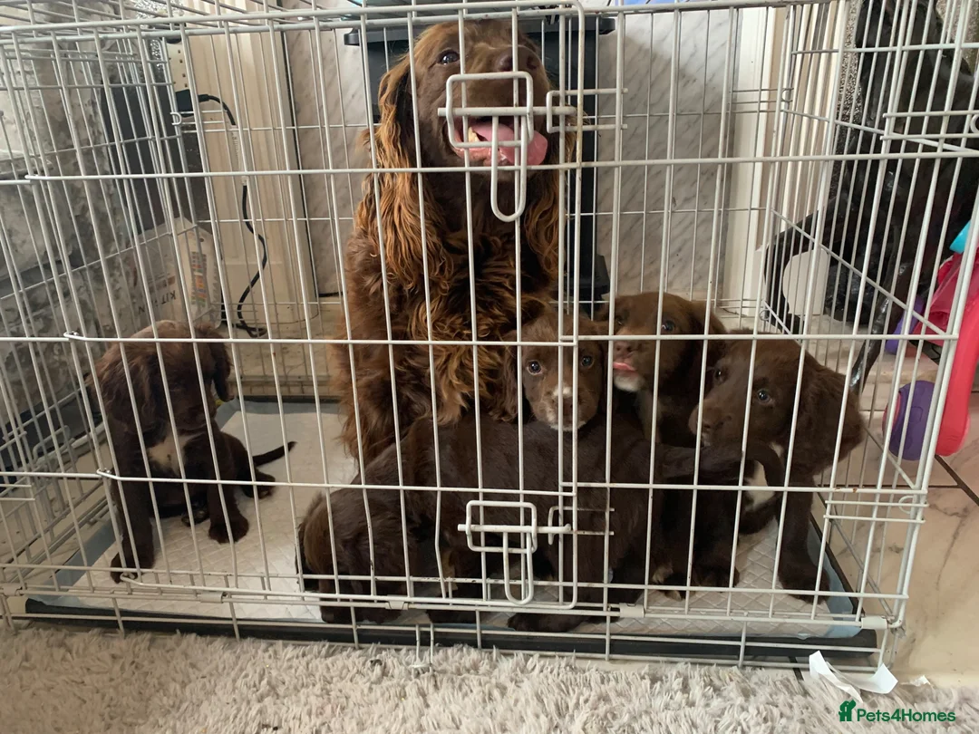 Sprocker dogs for sale: Sprocker puppies  - Advert 31