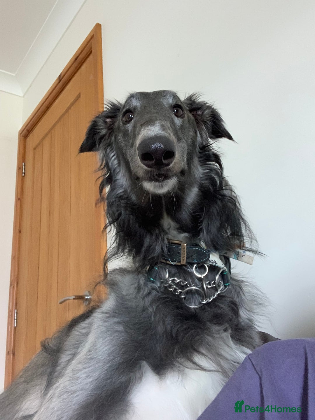 Borzoi dogs for stud: Grey Borzoi for stud .  - Advert 1