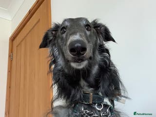 Borzoi dogs Grey Borzoi for stud . - Advert 2