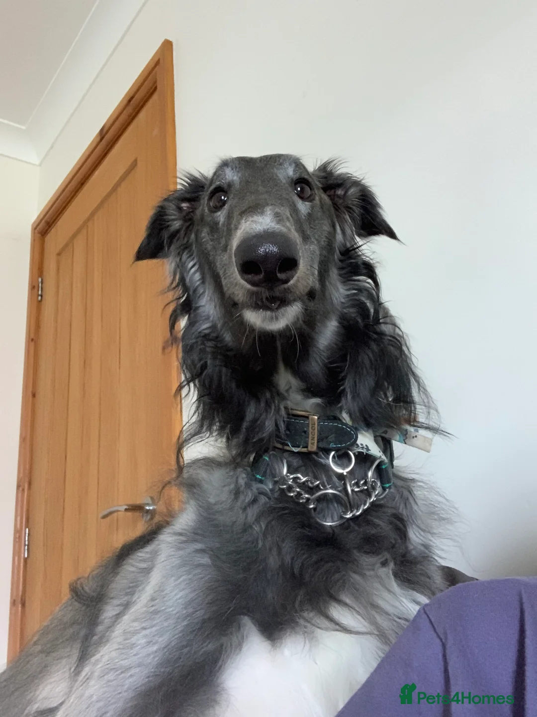 Borzoi dogs for stud: Grey Borzoi for stud .  - Advert 1