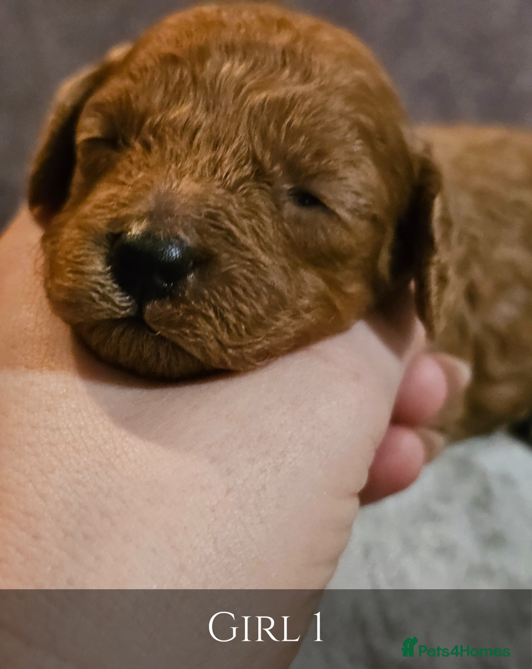 Cavapoo dogs for sale: 5 Beautiful Deep Red Cavapoo Pups - Advert 24