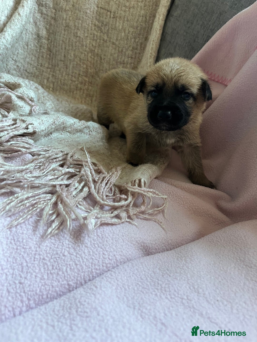 Mixed Breed dogs for sale: belgian malinois mix cross German shepherd  - Advert 8