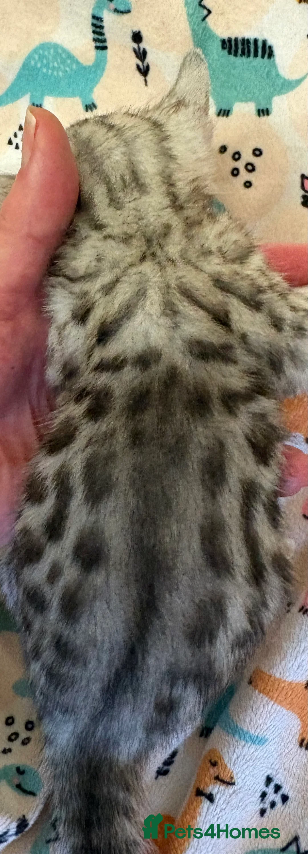 Bengal cats for sale: Stunning Tica reg Bengal kittens  - Advert 23