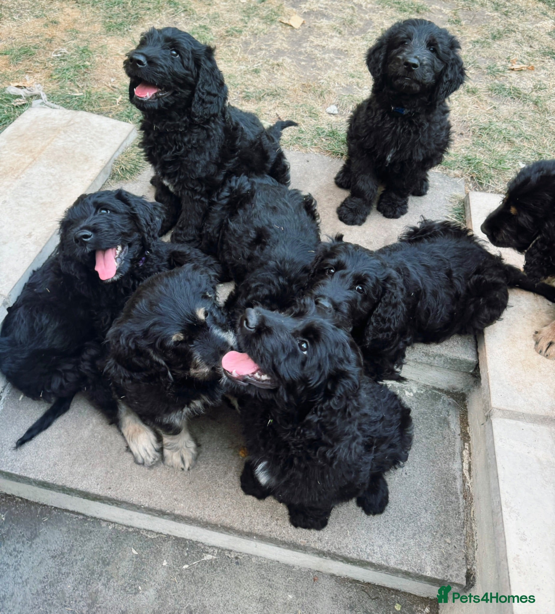 Goldendoodle dogs Large F1 Standard Goldendoodle Puppies  - Advert 11