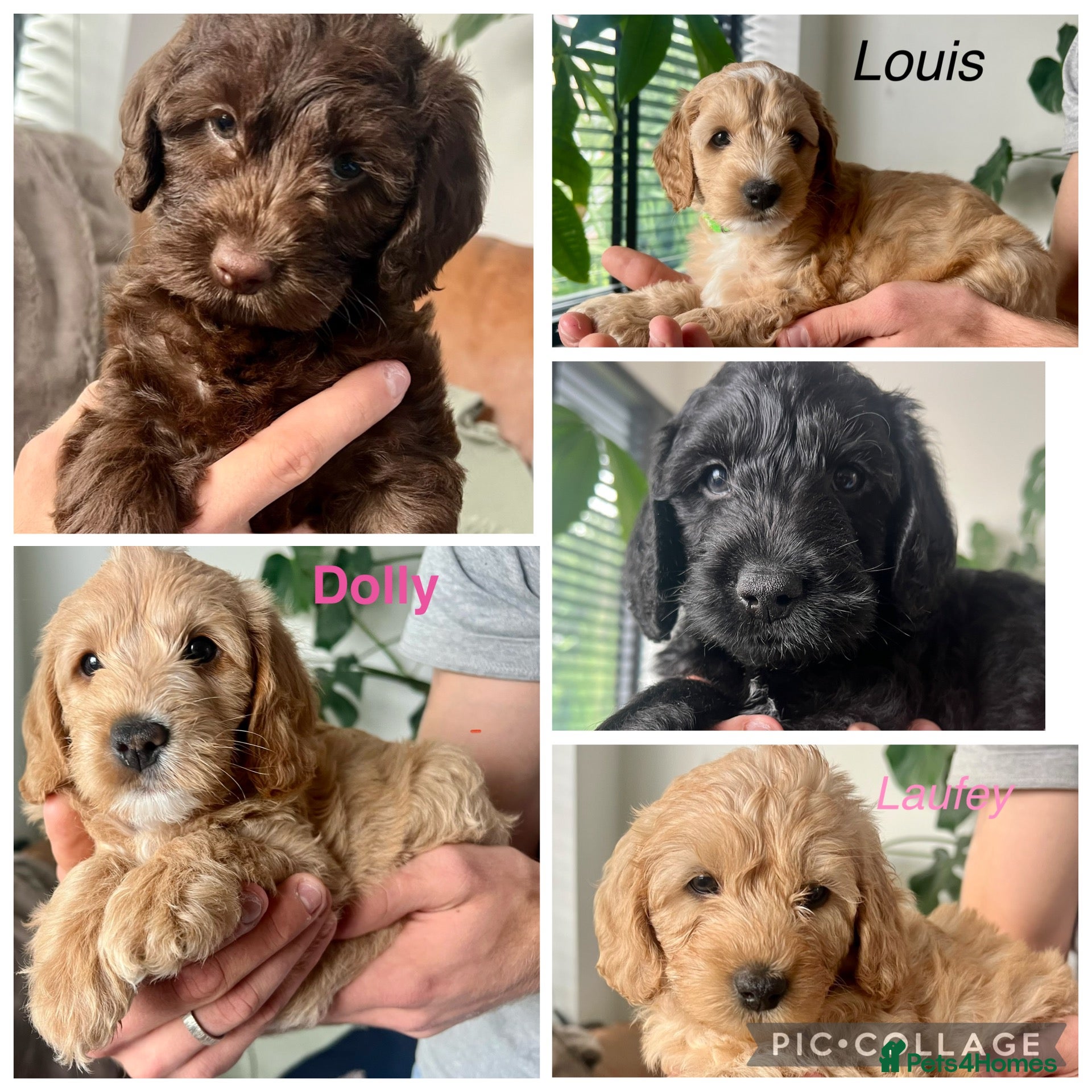 Mixed Breed dogs Australian labradoodle puppies - Advert 2