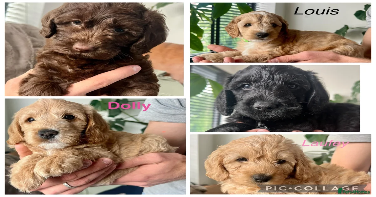 Chocolate lab Puppies for sale | Pets4Homes