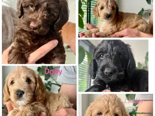 Mixed Breed dogs Australian labradoodle puppies - Advert 2