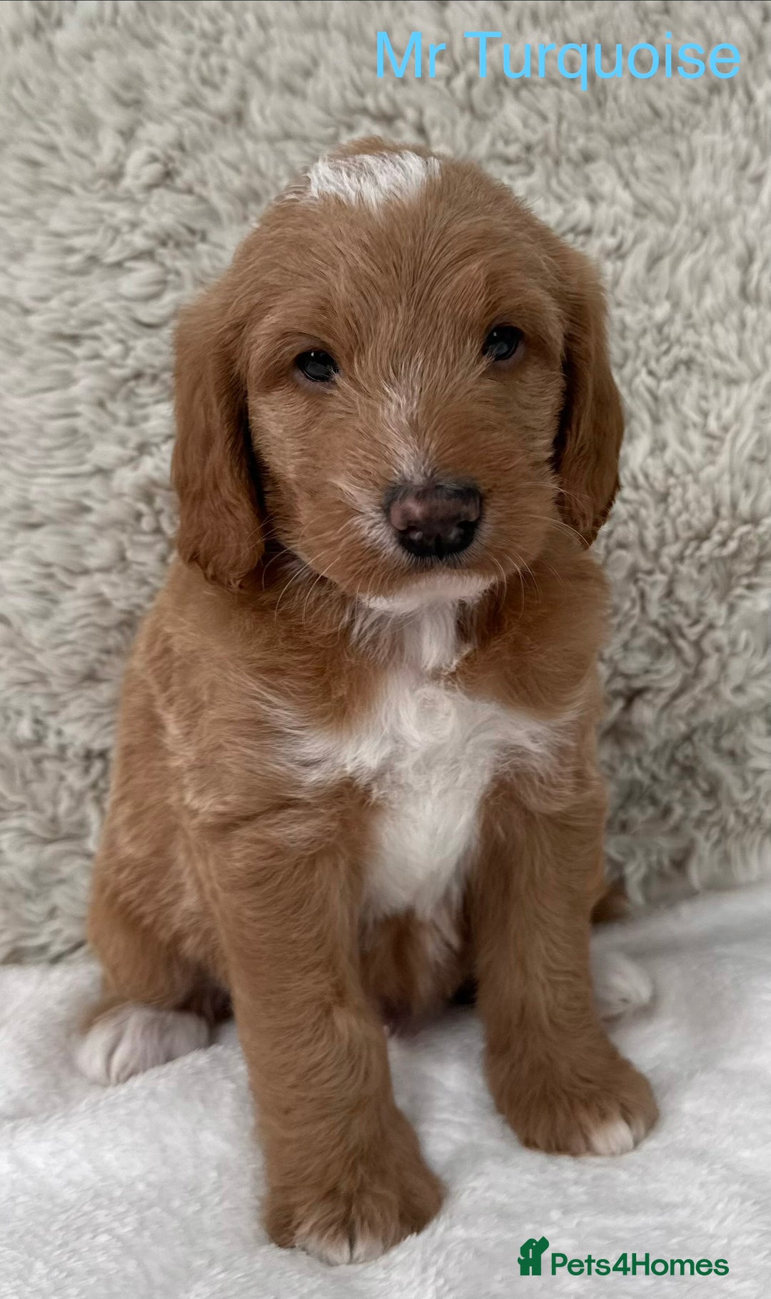 Australian Labradoodle dogs for sale: Australian Labradoodle Pups  - Advert 27