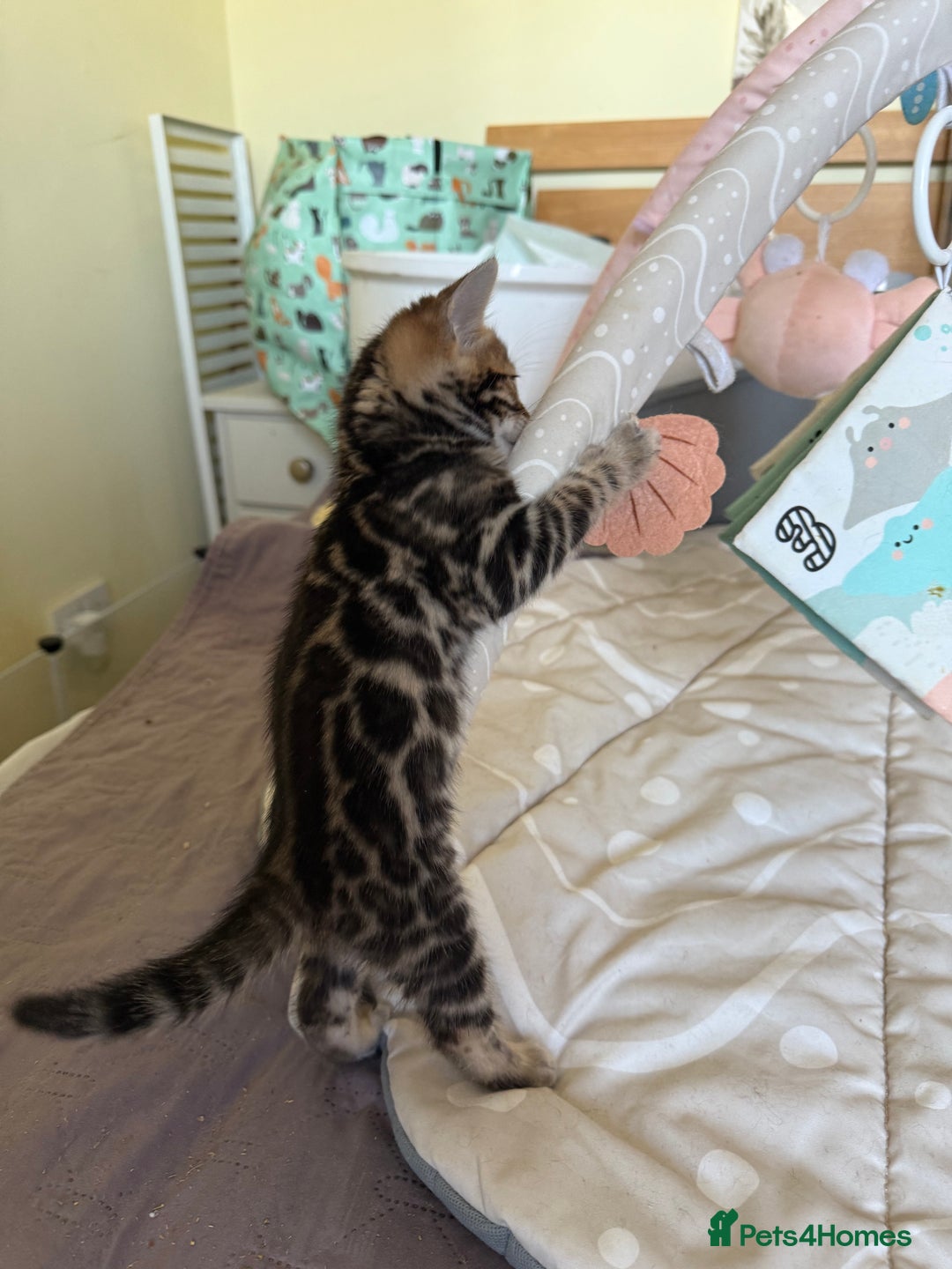 Bengal cats for sale: Stunning 🐾 Pedigree Bengal Kittens 🐆 TICA Reg - Advert 5