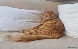 Mixed Breed cats for adoption: Gorgeous fun loving Kip is looking for a home - Image 10
