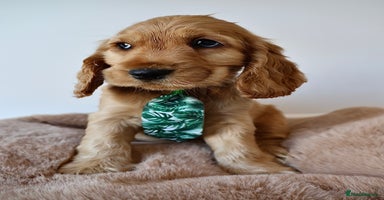 Cocker Spaniel dogs - Advert 5