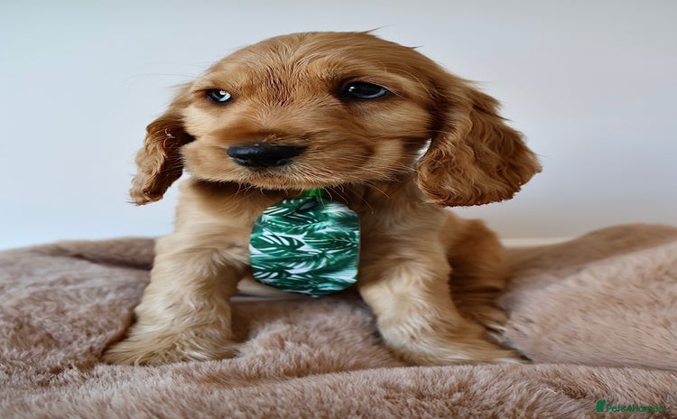 Cocker Spaniel dogs - Advert 5