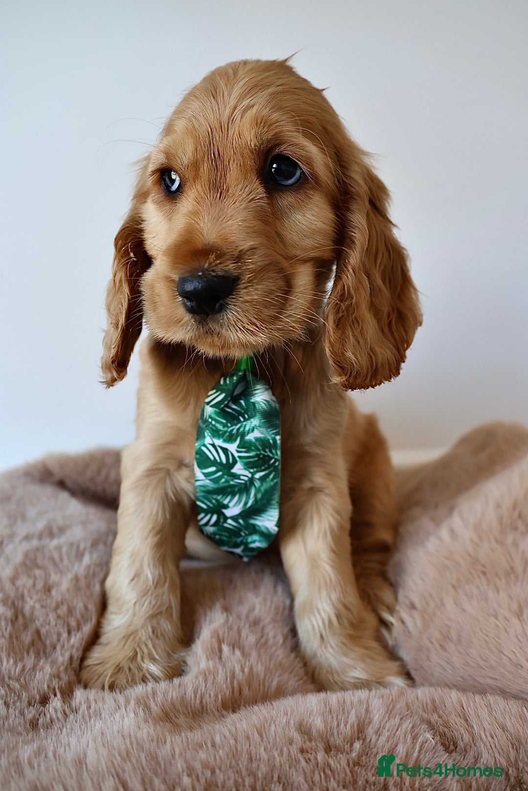 Cocker Spaniel dogs for sale: Stunning SHOW cockers READY TO LEAVE  - Image 3