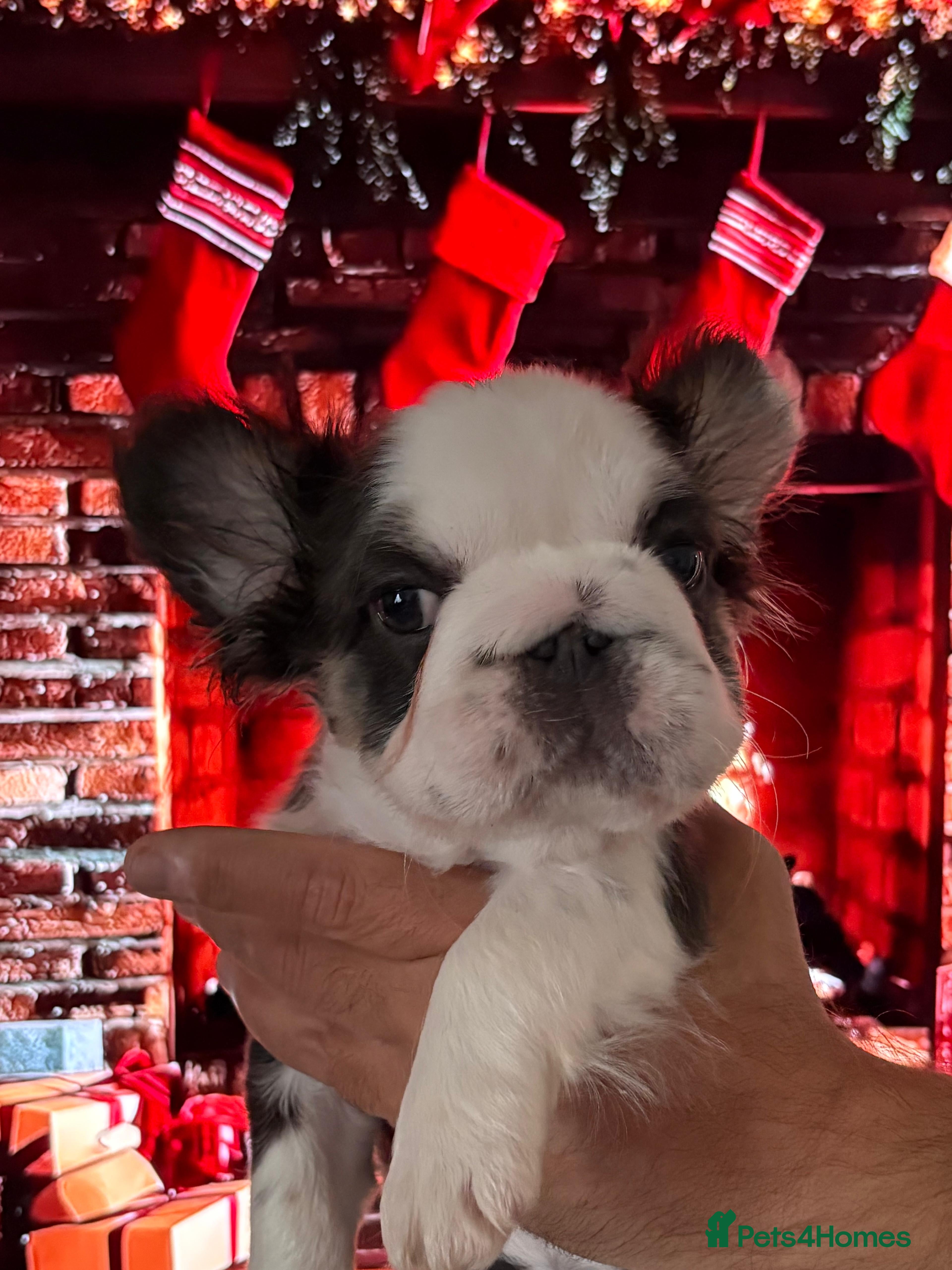 French Bulldog dogs Luxury Female full fluffy panda husky  - Advert 3