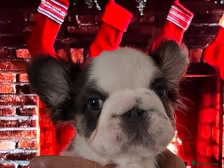 French Bulldog dogs Luxury Female full fluffy panda husky - Advert 3