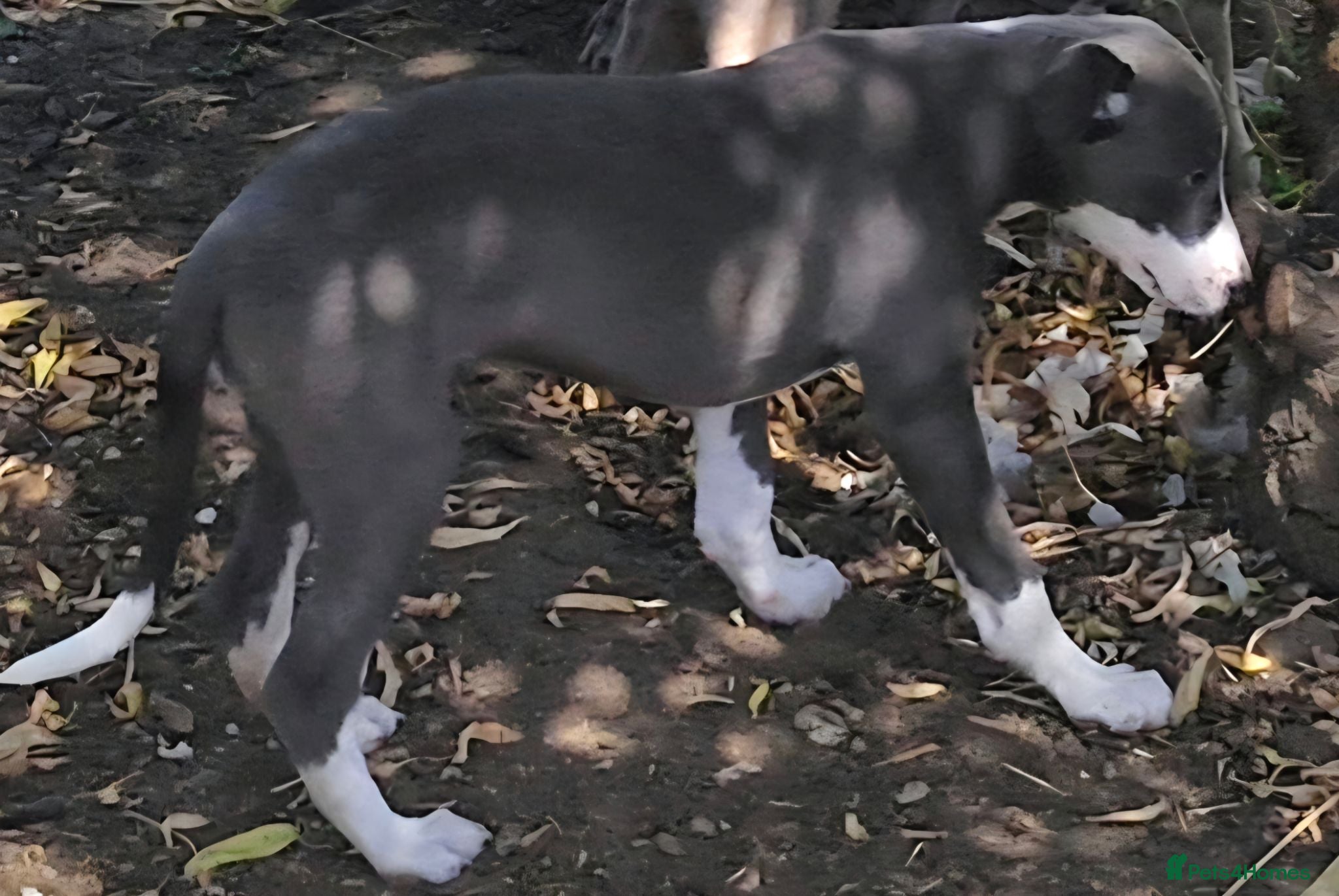 Whippet dogs KC Whippet Puppies.  - Advert 2