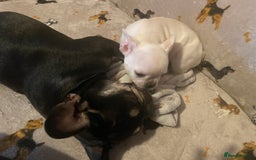French Bulldog dogs for sale: Fully vaccinated females, males vet checked  - Image 9