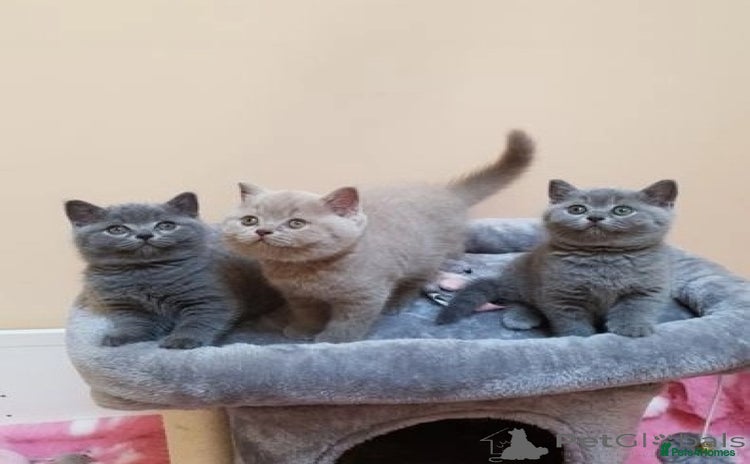 British Shorthair cats - Advert 2