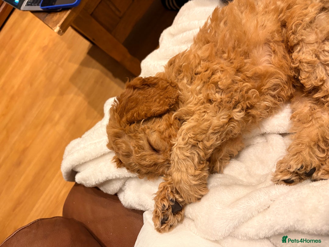 Cockapoo dogs for sale: Curly red cockapoo Peanut  - Advert 1