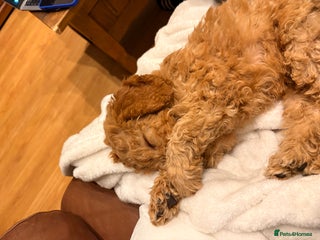 Cockapoo dogs Curly red cockapoo Peanut - Advert 2