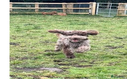 Cockapoo dogs for sale: Cockapoo puppies ready to leave now!! - Image 5